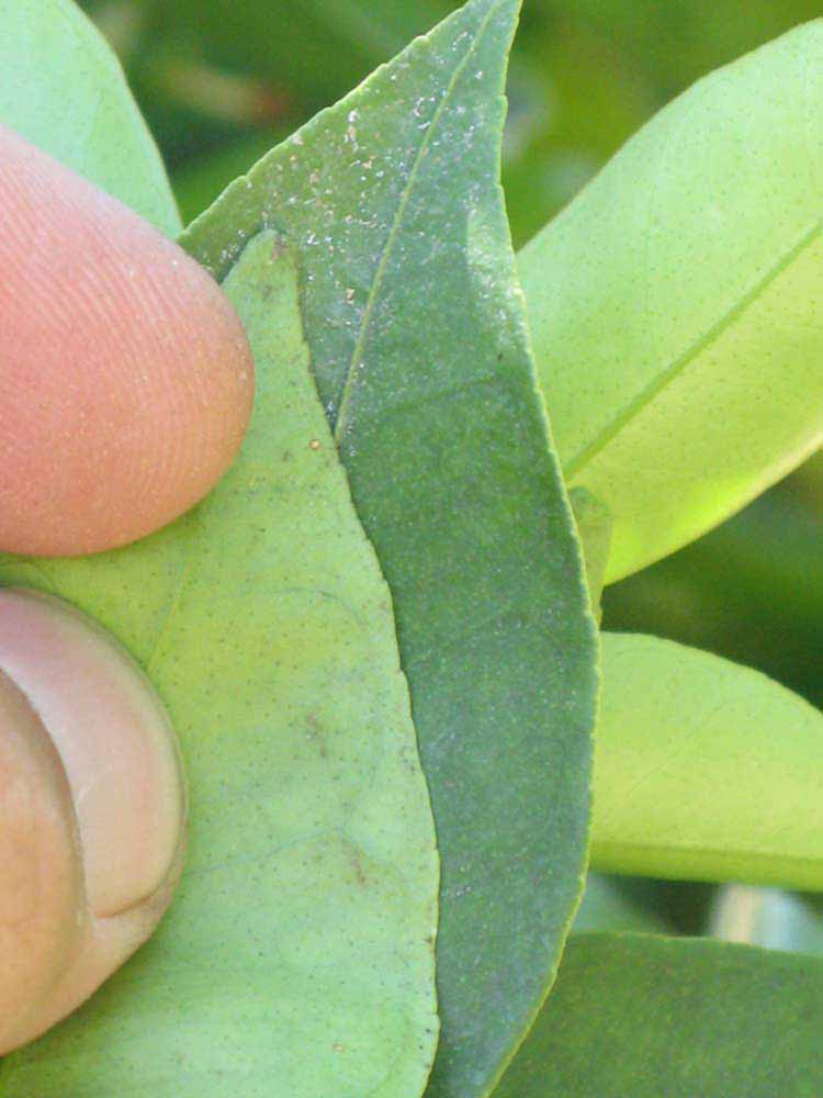              Margin (Riverside, CA)       